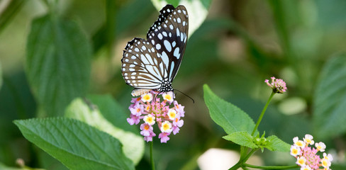 Balck and white(Blue) butterfly
