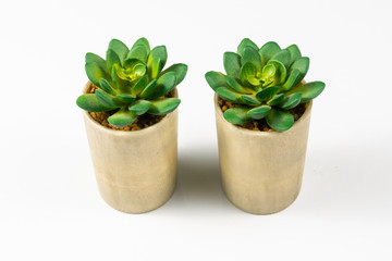 Succulent plant on color white paper background, top view, flat lay