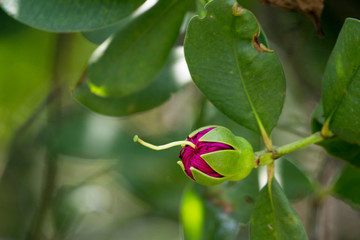 flower of unknown rare fruit. Green with a star like a sepal,
threadlike flower petals