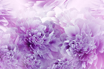 Floral purple background. Peonies flowers close-up. Petals of flowers. Greeting card. Nature.