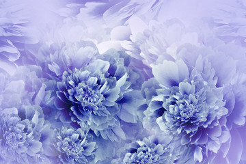 Floral  purple  background. Peonies flowers close-up . Petals of flowers. Greeting card. Nature.
