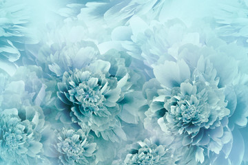 Floral turquoise background. Peonies flowers close-up.  Petals of flowers. Greeting card. Nature.