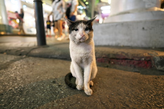 Bangkok,Thailand-December 8, 2018: A stray cat on Silom Road near Patpong in the night in Bangkok, Thailand
