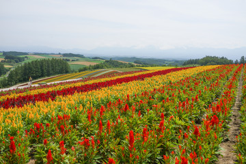 Fototapeta premium Colorful flower garden in Hokkaido, Japan.