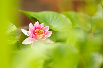 Obraz na płótnie Canvas Pink water lily 