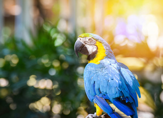 macaw birds parrot colorful of blue and yellow macaw birds on branch tree