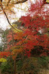 三渓園の紅葉 Autumn leaves in Sankei-en Yokohama