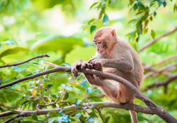 monkey on tree nature green background common asia monkey brown fur
