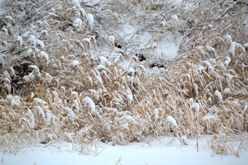 Пожухлая растительность, покрытая пушистым снегом