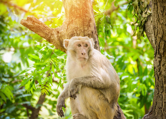monkey on tree nature green background common asia monkey brown fur