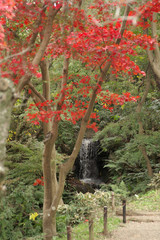 三渓園の紅葉 Autumn leaves in Sankei-en Yokohama