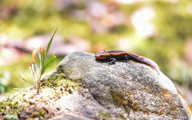 salamander on the rock wildlife reptile crocodile salamander spotted orange and black rare animals