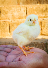 chick in hand / cute little baby chick yellow poultry farm chicken egg