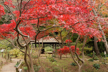 三渓園の紅葉 Autumn leaves in Sankei-en Yokohama