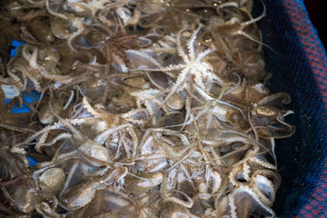Webfoot Octopus are selling in the market