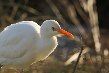 A beautiful Cattle Egret (Bubulcus ibis) hunting for food in a field where cows are grazing in the UK.	