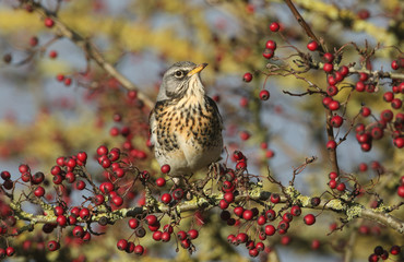 A stunning Fieldfare (Turdus pilaris) perching on a hawthorn tree eating the berries.