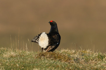 A stunning male Black Grouse (Tetrao tetrix) displaying to a female on the moors.