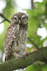 A cute baby Little Owl (Athene noctua) perched in an Oak tree.	