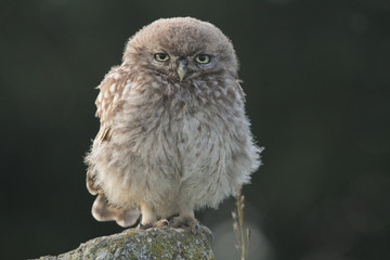 A cute baby Little Owl (Athene noctua) perching on a fence post at sunset.	
