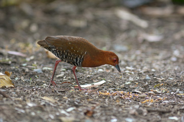 Red-legged Crake; Rallina fasciata
