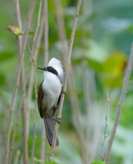 White-crested Laughingthrush; Garrulax leucolophus, Lovely bird.