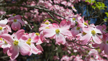 Flowering dogwood in spring. Floral display of delicate pink flowers under the sun.