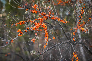 Close up branch of orange sea buckthorn berries with dry leaves in autumn forest