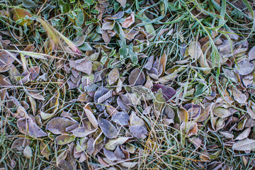 Fallen dry leaves with white frost, abstract natural top view background. Frozen foliage on the ground. First frost