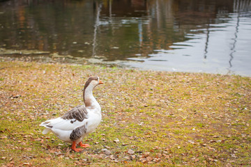 One Gray goose on autumn lawn next to pond in selective fcous.