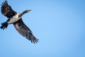 Cormorant in the wildlife- Israel