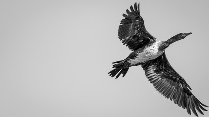 Cormorant in the wildlife- Israel