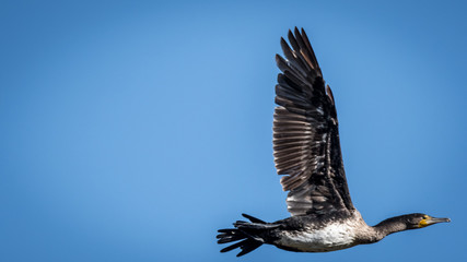 Cormorant in the wildlife- Israel