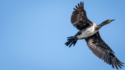 Fototapeta premium Cormorant in the wildlife- Israel