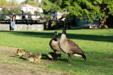 Two geese and with goslings on green field in the park.