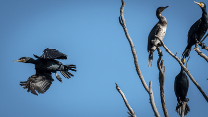 Cormorant in the wildlife- Israel