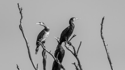 Cormorant in the wildlife- Israel