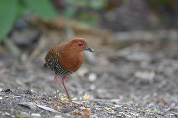 Red-legged Crake; Rallina fasciata