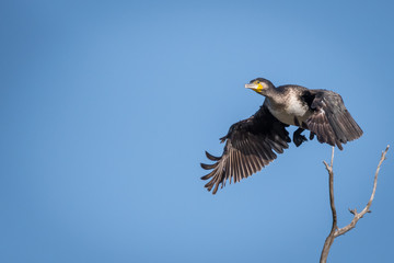 Cormorant in the wildlife- Israel