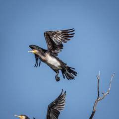 Cormorant in the wildlife- Israel