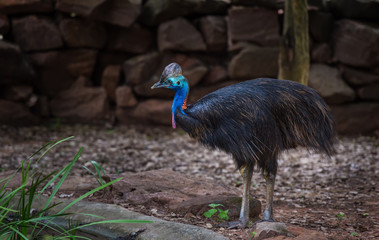 Cassowary bird in the zoo.
