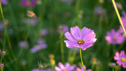 Fototapeta premium Cosmos flowers on blur background.