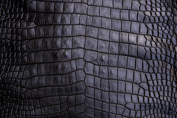 Close up of black Crocodile,Alligator belly skin texture use for wallpaper background.Luxury Design pattern for Business and Fashion.Top view surface in backdrop.