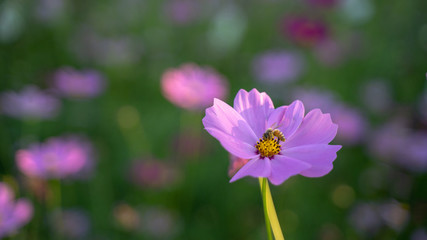 Fototapeta premium Cosmos flowers on blur background.