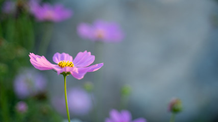 Cosmos flowers on blur background.
