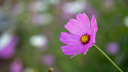 Obraz premium Cosmos flowers on blur background.