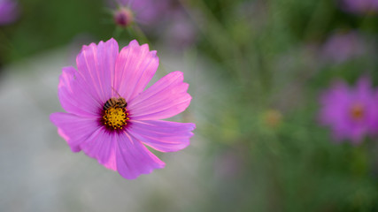 Fototapeta premium Cosmos flowers on blur background.