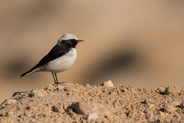 White-tailed Wheatear / Oenanthe leucopyga
