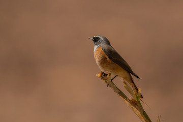 Common Redstart / Phoenicurus phoenicurus