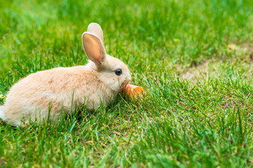 rabbit